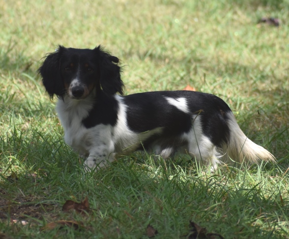 Black and white shop long haired dachshund